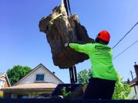 Professional Tree Services image 7